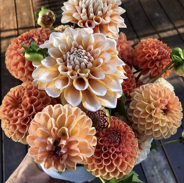 Fresh cut flowers